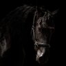 Dark Horse