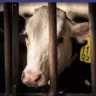 lol cow supreme
