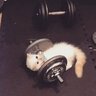 Go Lift Some Bitches
