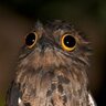 Sexy Potoo