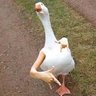 Gooseunderscore