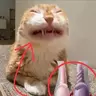 mr. testicular torsion