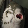 A Useless Fish