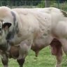 Benine Bovine