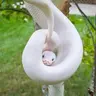 Snake Disco