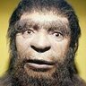 Homo neanderthalensis