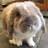MrTickles