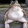 American Bullfrog