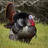 gobbles