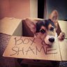 Box of Shame