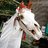 NobleGreyHorse