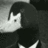 Mr. Duck