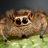 Spiderbro