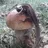 MycoRep