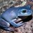 Blue Frog