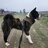 ThatsMyDog