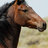 Bloody Horse