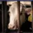 lol cow supreme