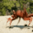 crab fucker
