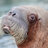 Practical Walrus