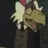 KeatonKoopa