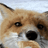 Cannibal fox