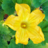 Cucurbita Pepo