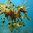 pondweed