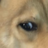 Dog_Girl_Enjoyer