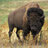 Bison of the Highlands