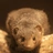 Gef Mongoose