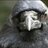 Aves