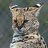 DrunkServal