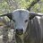 Bull