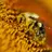 Not a bee