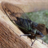 cicada cowboy