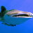 BaskingWhaleShark
