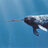 Narwhal