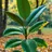 Rubber Plant