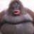 Le Monke