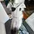Punished Borzoi