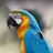 Squawking Macaw