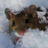 Freezer Rat