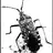 Anasa Tristis