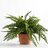 A Fucking Houseplant
