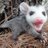 A Silly Possum