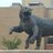 Wampus cat