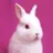 Wheresbunbun