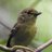 caccoooo bird