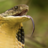 A Snek
